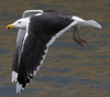 7593.jpg (67822 bytes)